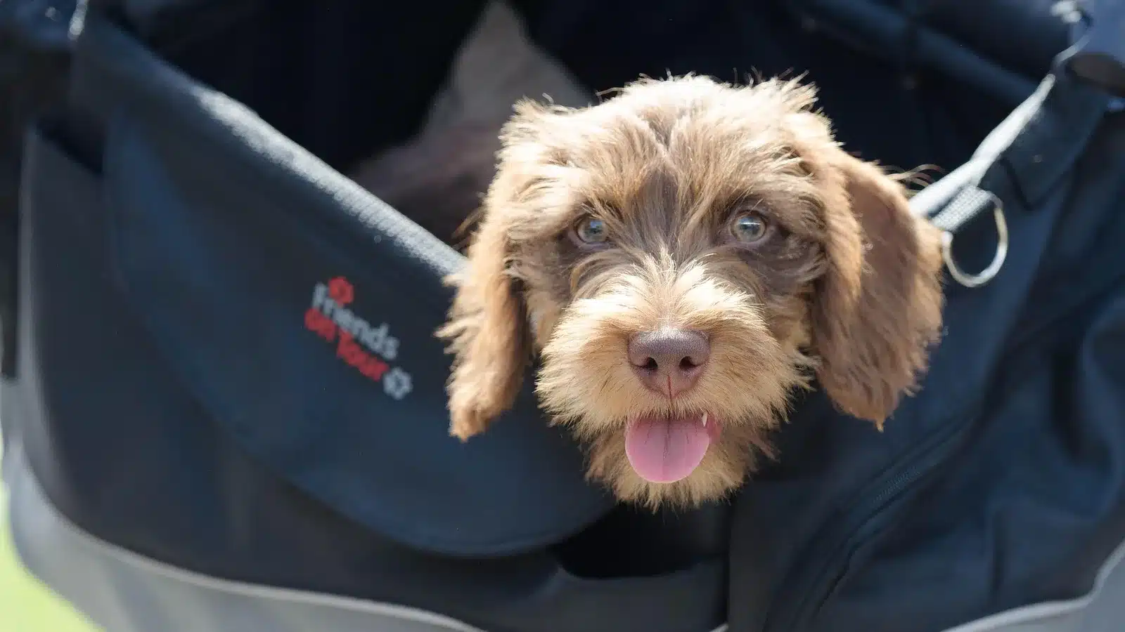 Junger Hund schaut aus einer weichen Transporttasche